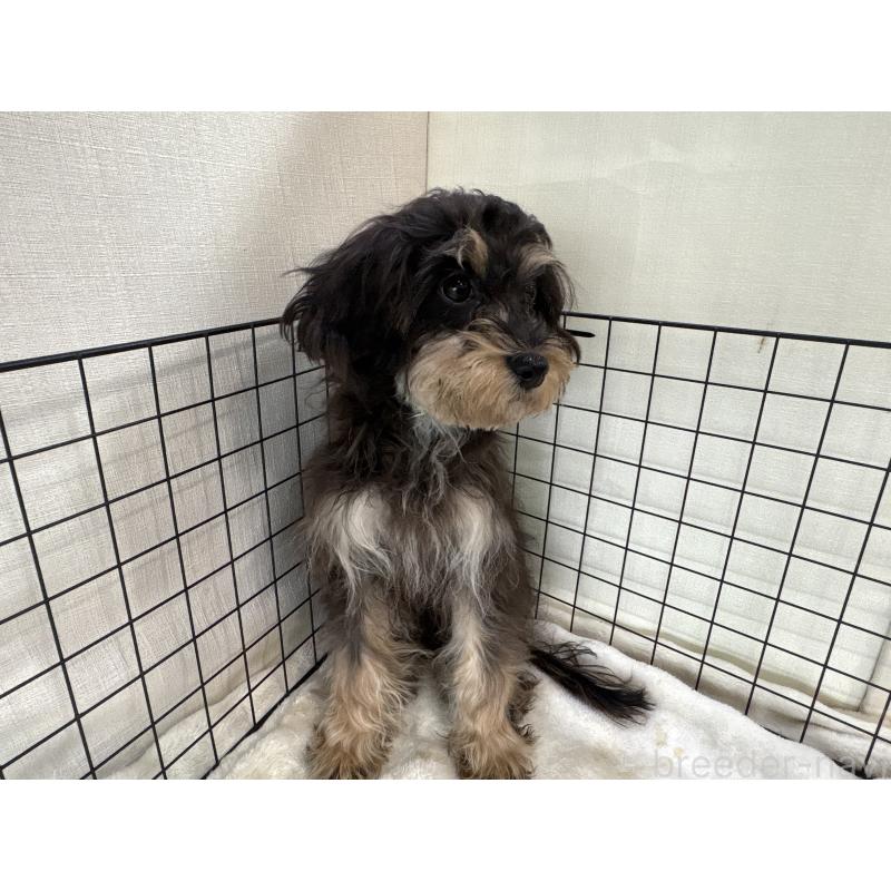 販売中の東京都のキャバプー:キャバリア×トイプードル-412919の2枚目