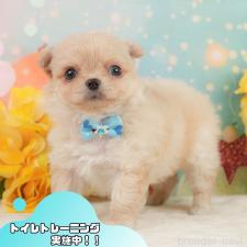 ♀︎チワワ(ロングコート)