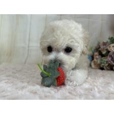 村上昌希子ブリーダー