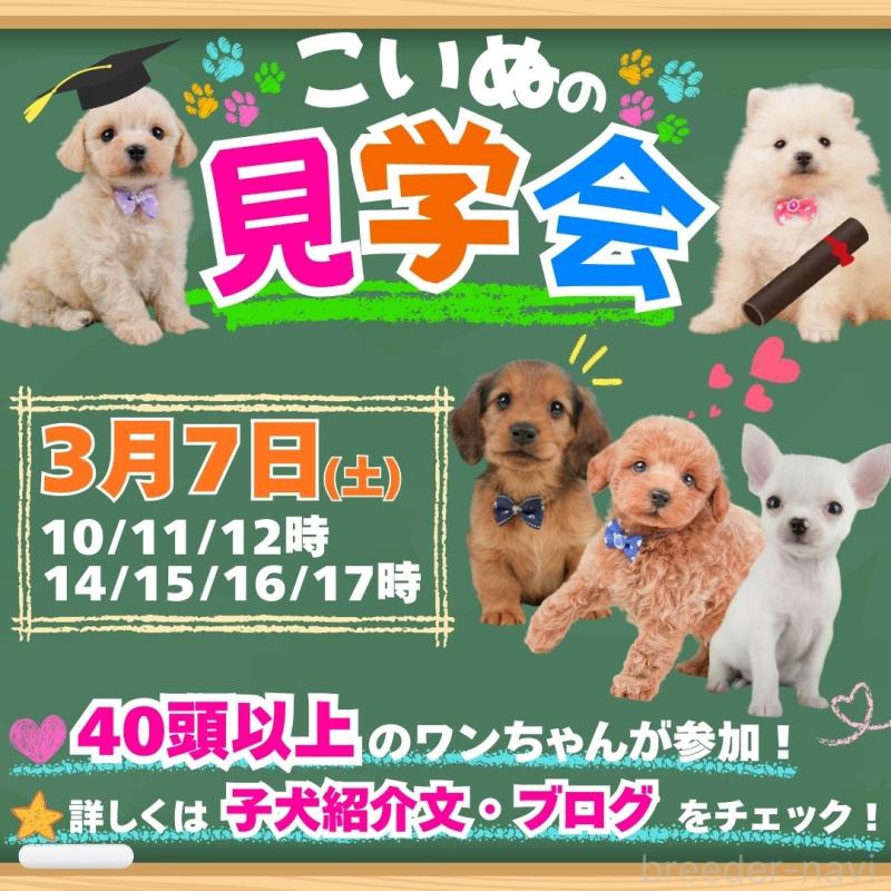 成約済の静岡県のチワックス:チワワ×ミニチュアダックスフンド-442065の3枚目
