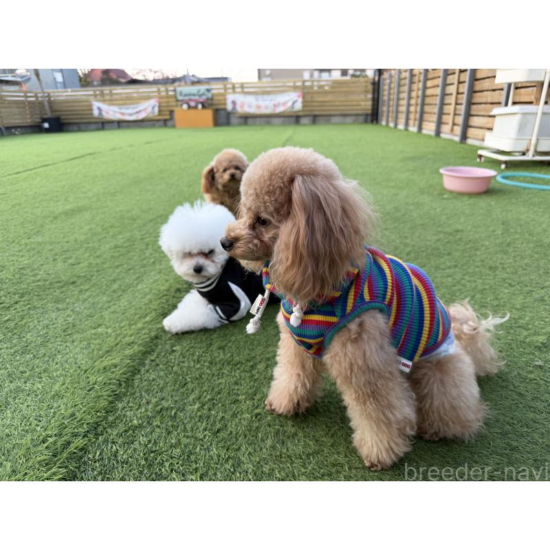 犬舎紹介の埼玉県の犬舎紹介-2678の3枚目