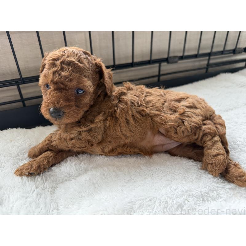 犬舎紹介の埼玉県の犬舎紹介-2678の5枚目