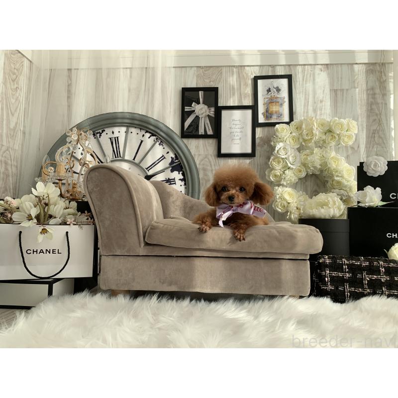 犬舎紹介の岩手県の犬舎紹介-1876の3枚目