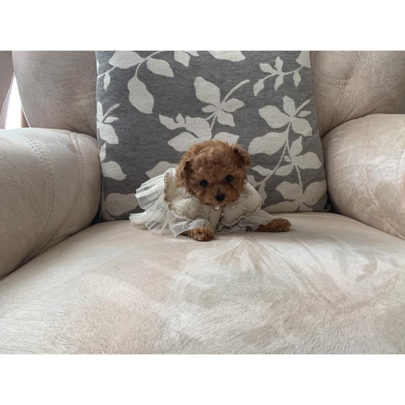 犬舎紹介の岩手県の犬舎紹介-1876の4枚目