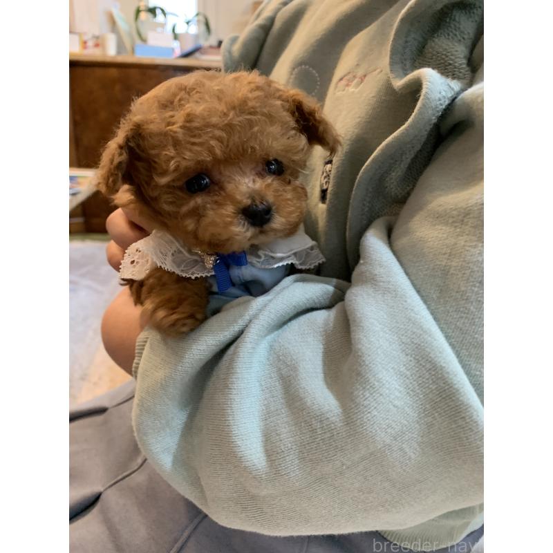 犬舎紹介の岩手県の犬舎紹介-1876の5枚目