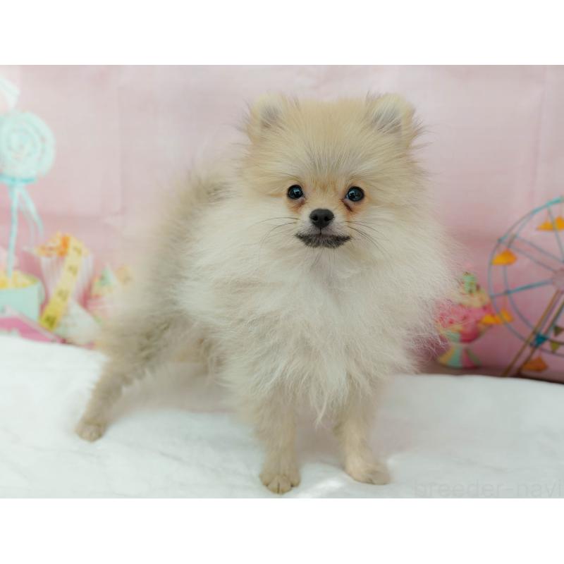 販売中の神奈川県のポメラニアン-445418の6枚目