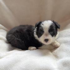 ♀︎ボーダーコリー