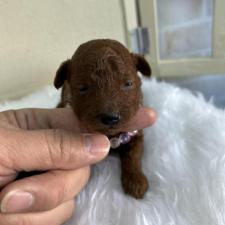 ♀︎トイプードル