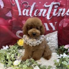 江里川純子ブリーダー