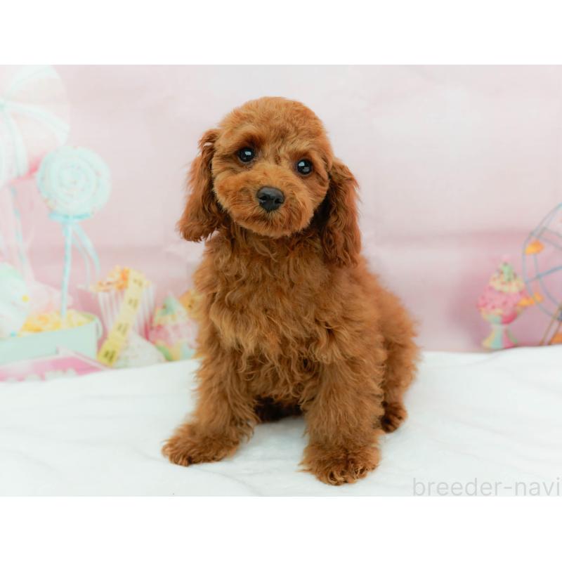 成約済の神奈川県のトイプードル-435890の6枚目