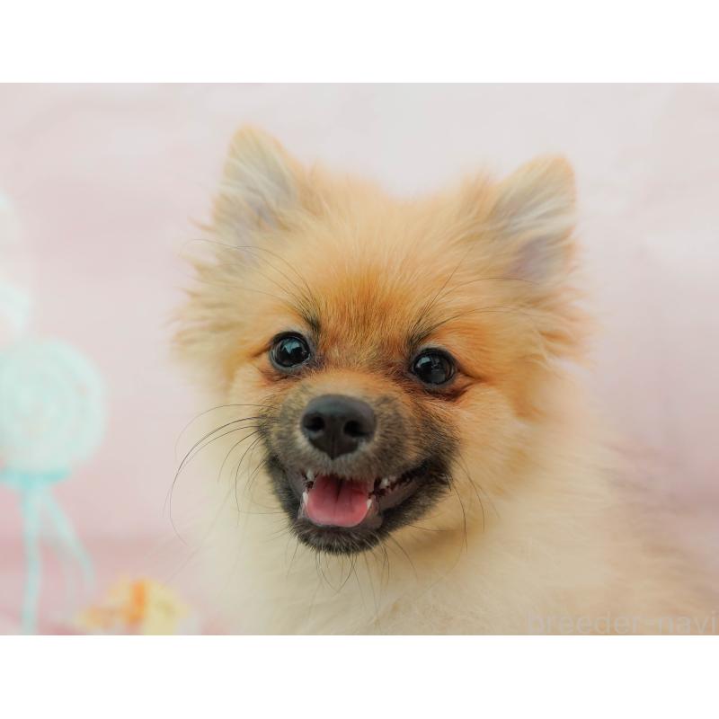 成約済の神奈川県のポメラニアン-434058の6枚目