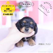 ♀︎カニンヘンダックスフンド(ロングヘアード)