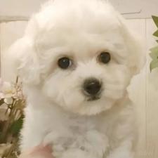 ♀︎ビションフリーゼ