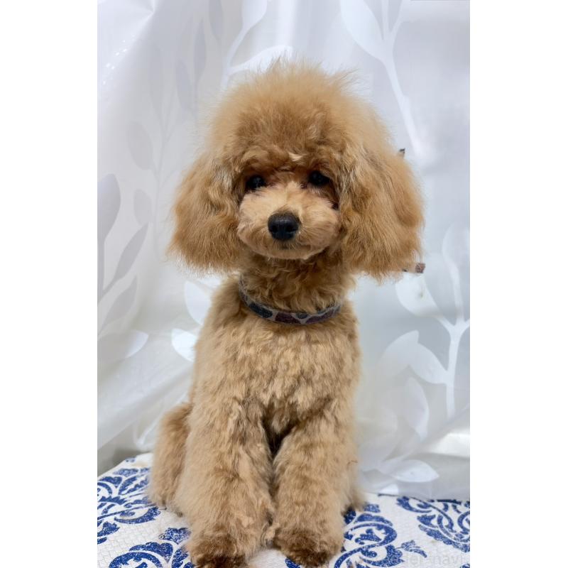 販売中の神奈川県のトイプードル-441692の12枚目