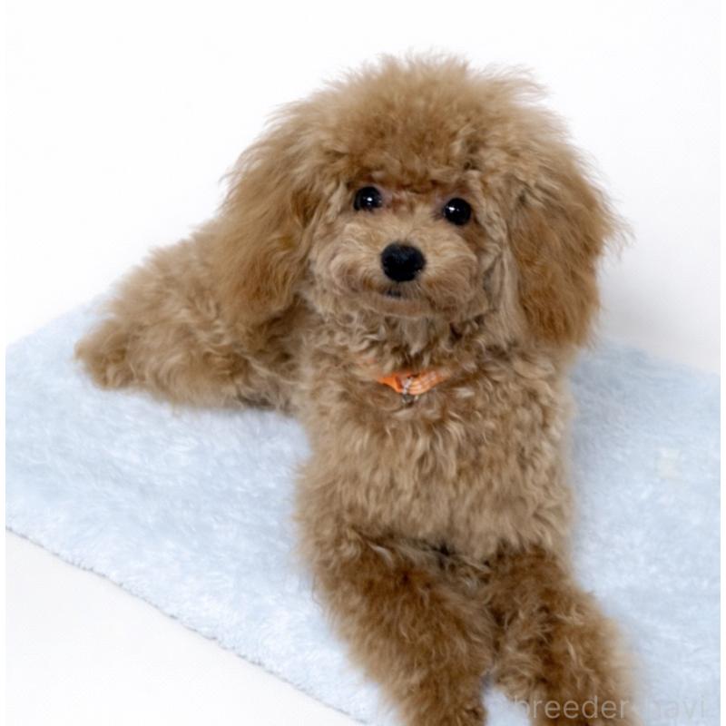 販売中の神奈川県のトイプードル-441692の11枚目