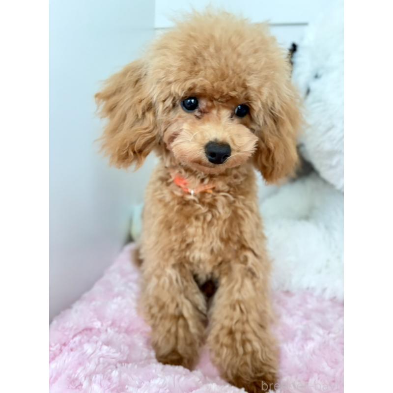 販売中の神奈川県のトイプードル-441692の10枚目