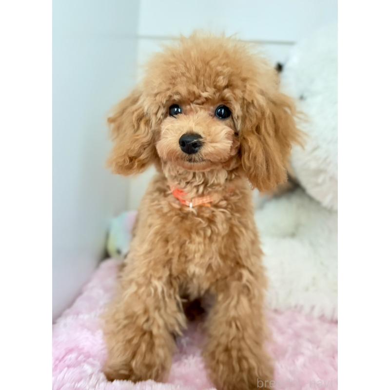 販売中の神奈川県のトイプードル-441692の9枚目