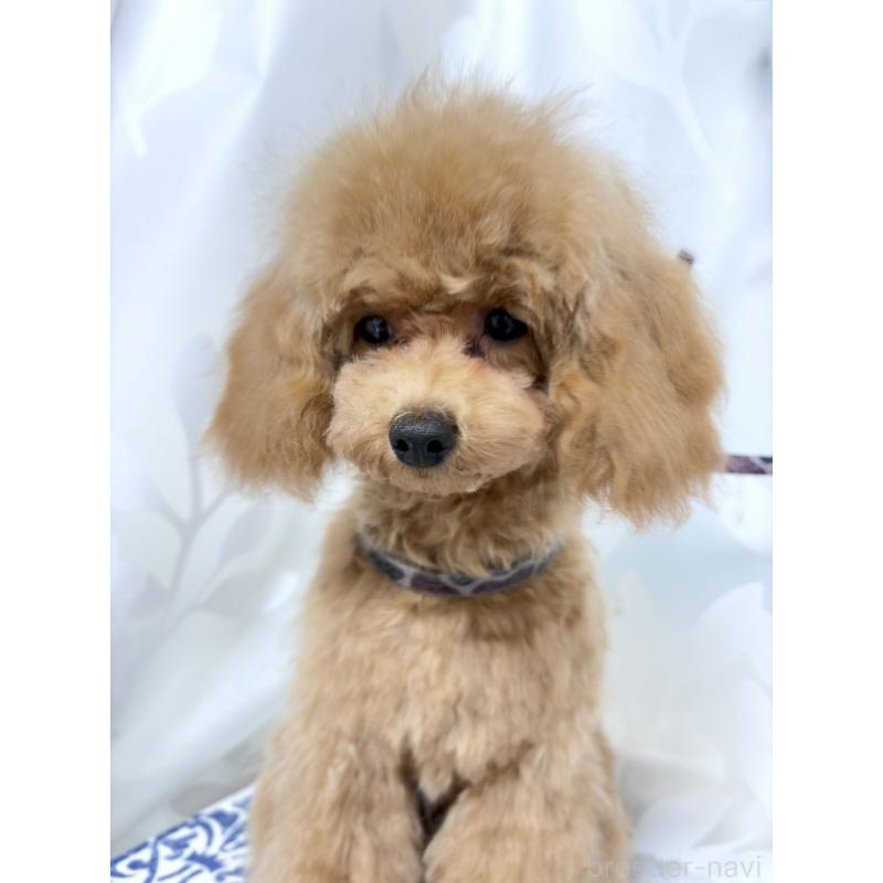 販売中の神奈川県のトイプードル-441692の8枚目