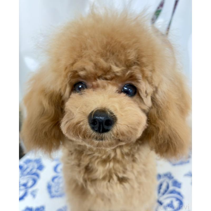 販売中の神奈川県のトイプードル-441692の7枚目