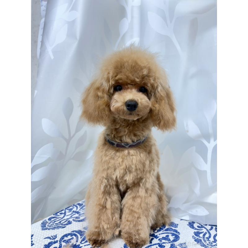 販売中の神奈川県のトイプードル-441692の6枚目