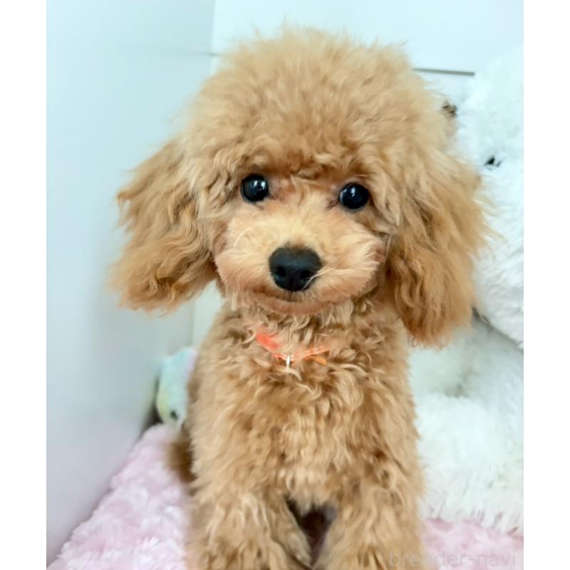 販売中の神奈川県のトイプードル-441692の4枚目
