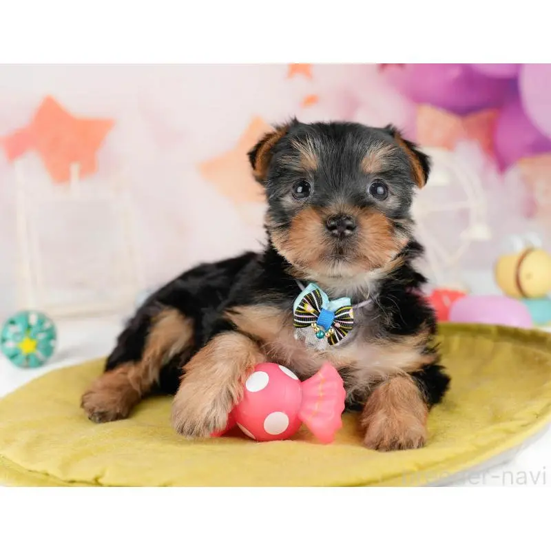 販売中の千葉県のヨークシャーテリア-453253の11枚目