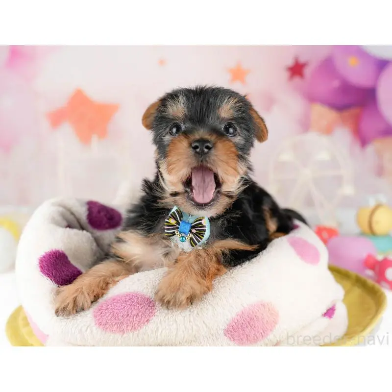 販売中の千葉県のヨークシャーテリア-453253の10枚目