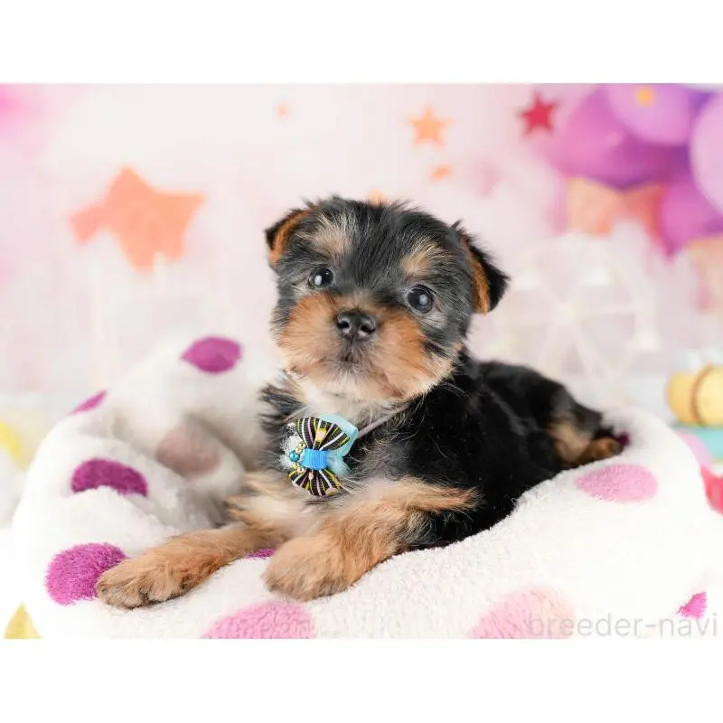 販売中の千葉県のヨークシャーテリア-453253の9枚目