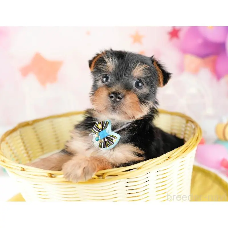 販売中の千葉県のヨークシャーテリア-453253の8枚目