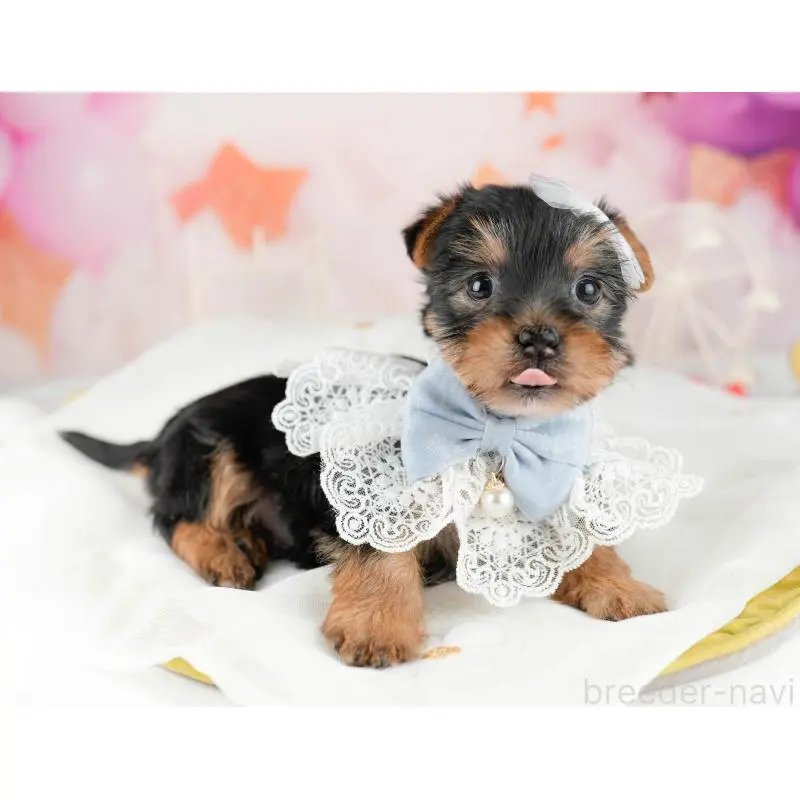 販売中の千葉県のヨークシャーテリア-453253の7枚目