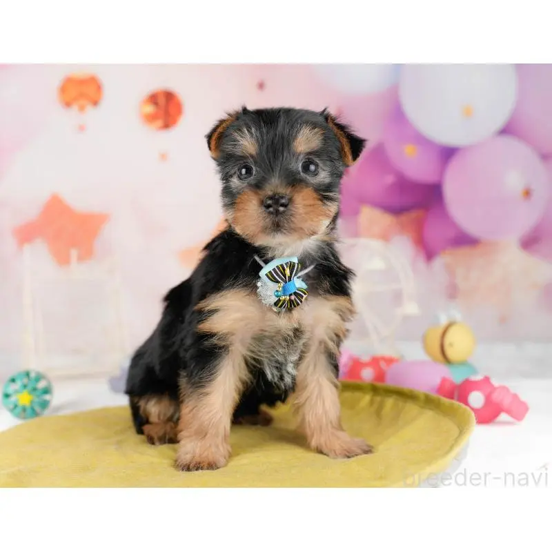 販売中の千葉県のヨークシャーテリア-453253の6枚目