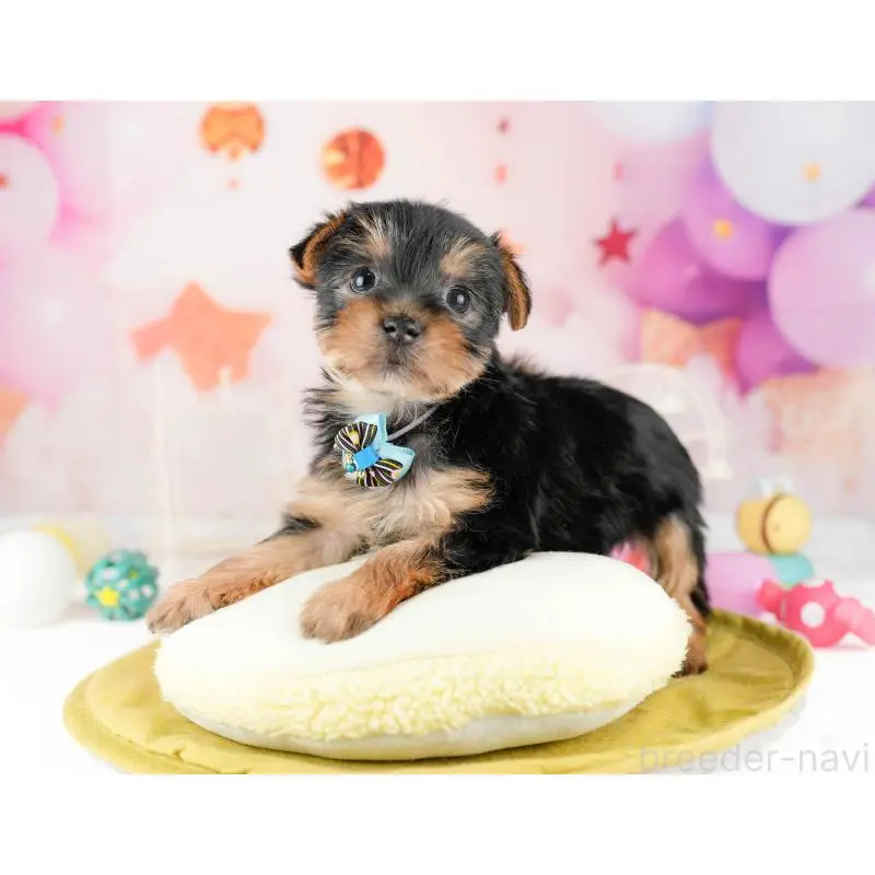 販売中の千葉県のヨークシャーテリア-453253の5枚目