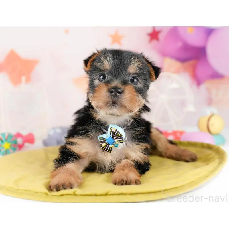 販売中の千葉県のヨークシャーテリア-453253の4枚目