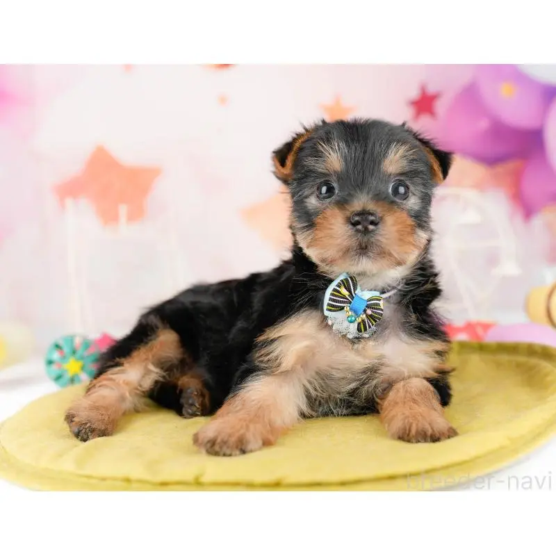 販売中の千葉県のヨークシャーテリア-453253の3枚目
