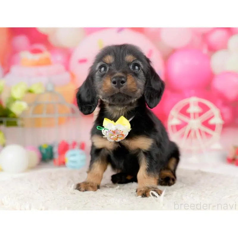 販売中の千葉県のミニチュアダックスフンド(ロングヘアード)-453245の11枚目