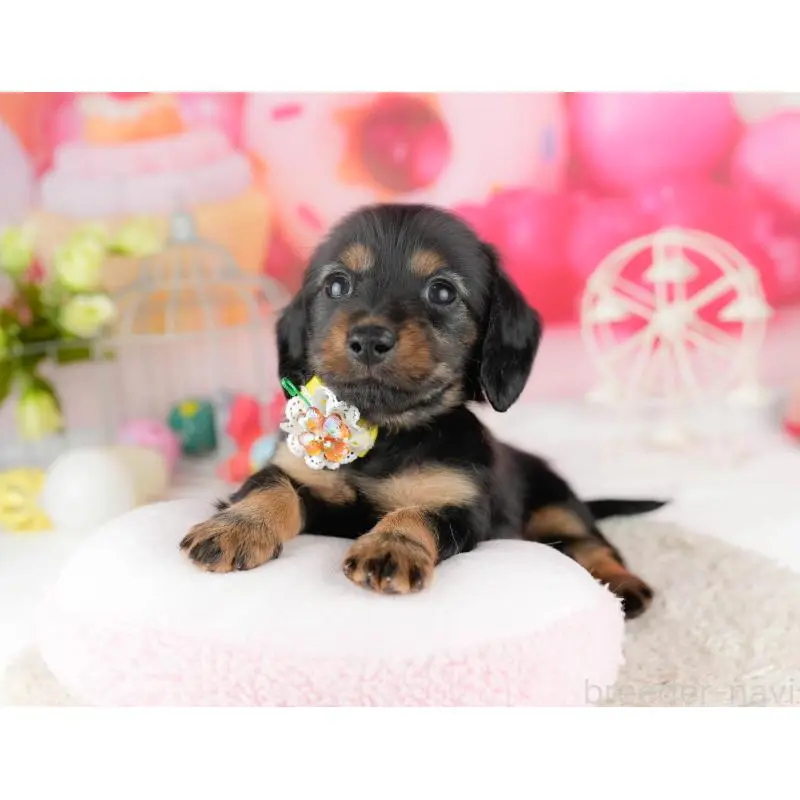 販売中の千葉県のミニチュアダックスフンド(ロングヘアード)-453245の10枚目