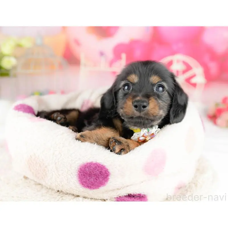 販売中の千葉県のミニチュアダックスフンド(ロングヘアード)-453245の8枚目