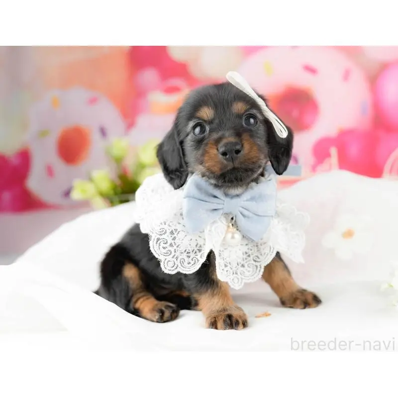 販売中の千葉県のミニチュアダックスフンド(ロングヘアード)-453245の5枚目