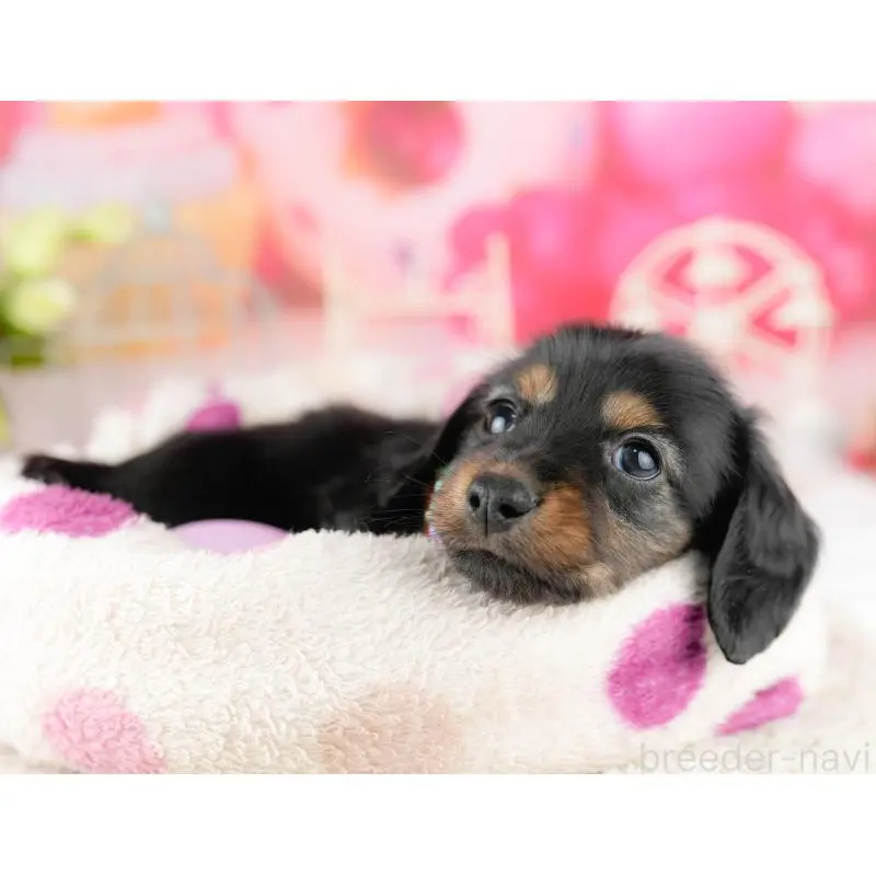 販売中の千葉県のミニチュアダックスフンド(ロングヘアード)-453245の4枚目