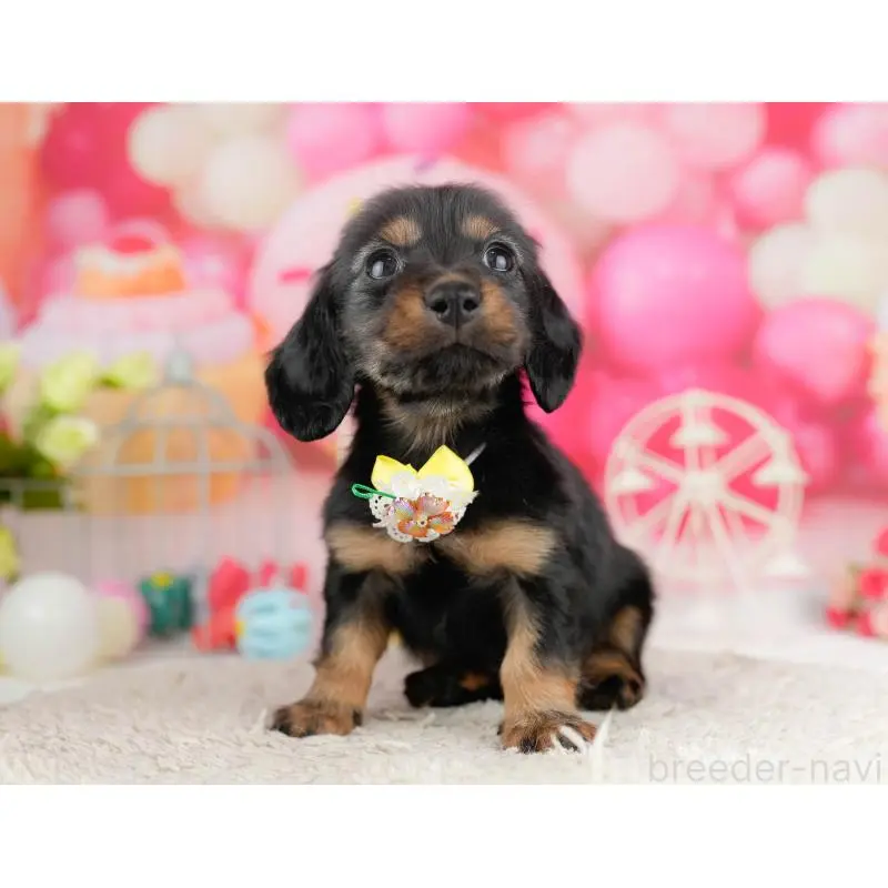 販売中の千葉県のミニチュアダックスフンド(ロングヘアード)-453245の3枚目