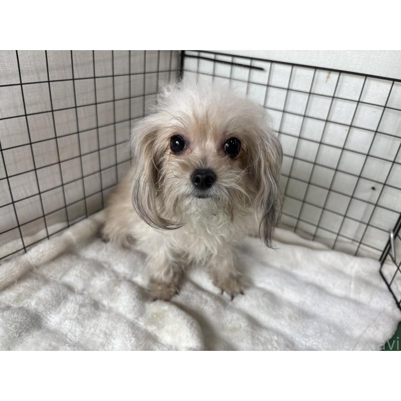 商談中の東京都のチワプー:チワワ×トイプードル-381393の5枚目