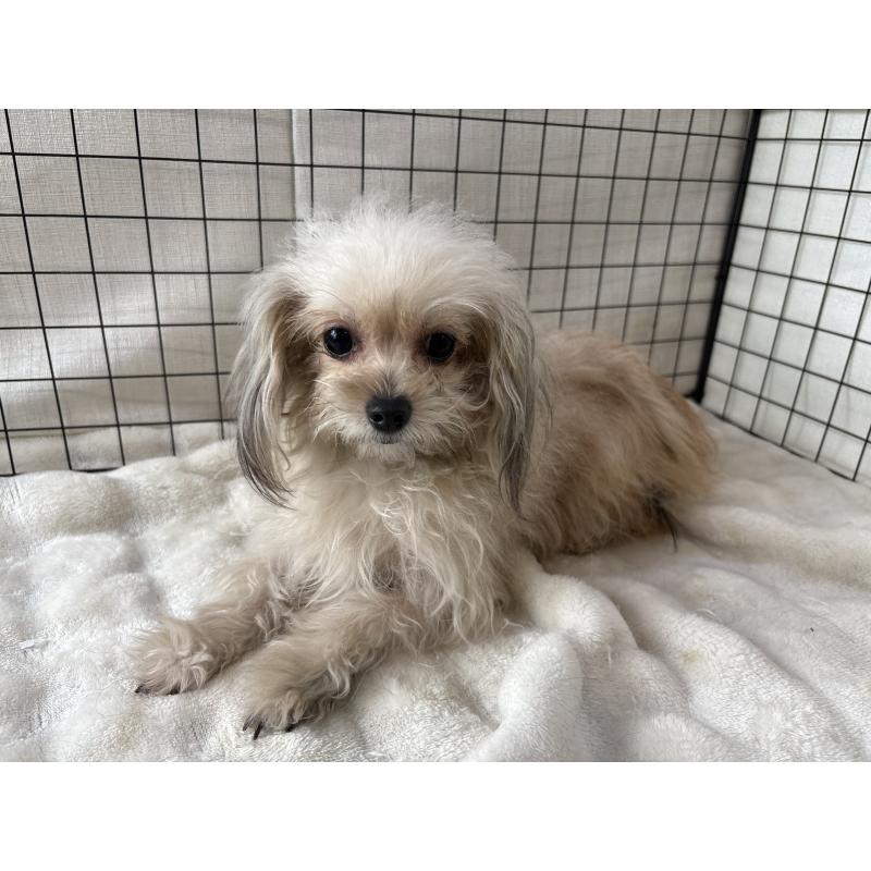 商談中の東京都のチワプー:チワワ×トイプードル-381393の4枚目