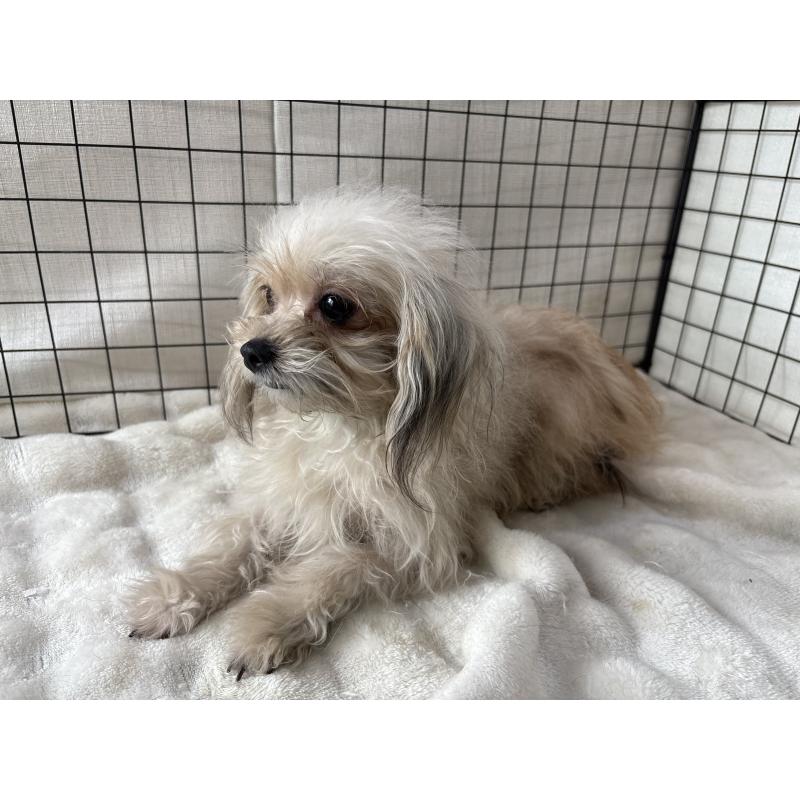 商談中の東京都のチワプー:チワワ×トイプードル-381393の3枚目