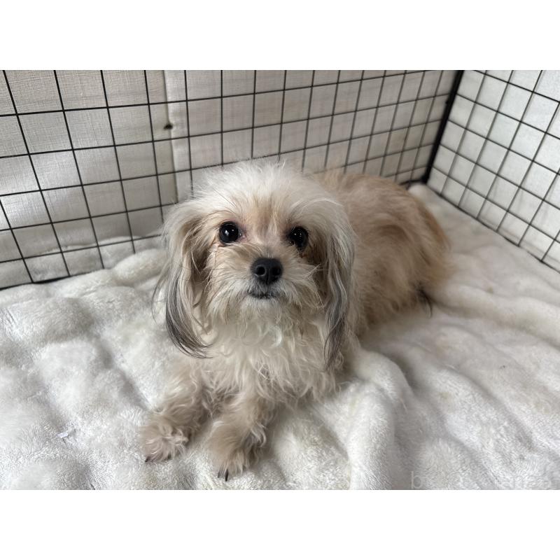 商談中の東京都のチワプー:チワワ×トイプードル-381393の2枚目