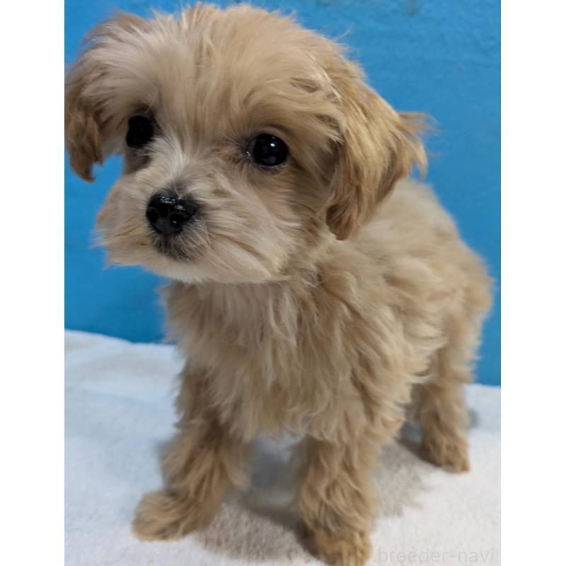 販売中の埼玉県のマルプー:マルチーズ×トイプードル-434621の8枚目