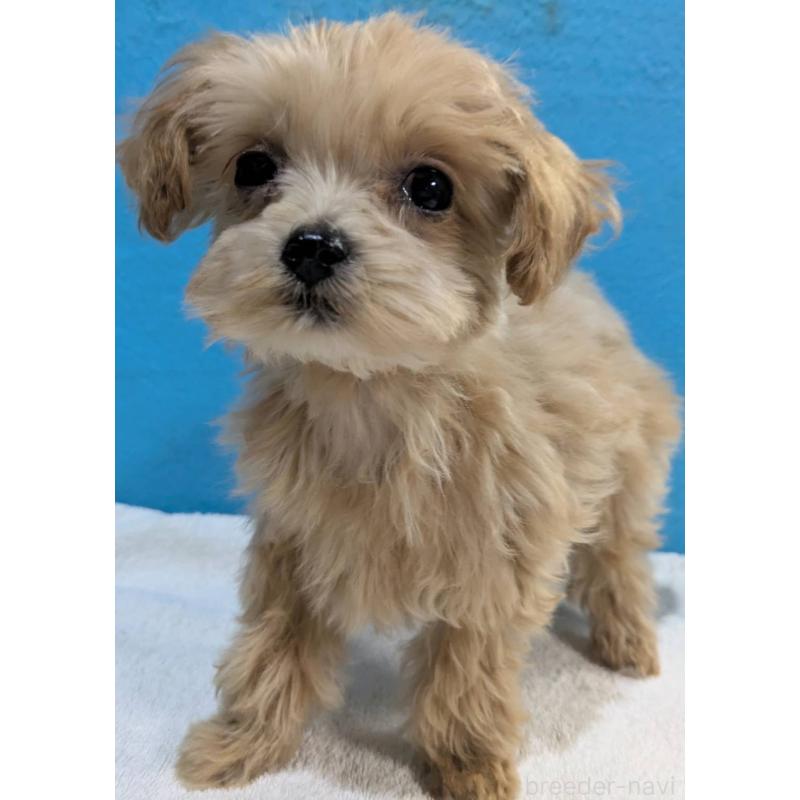 販売中の埼玉県のマルプー:マルチーズ×トイプードル-434621の7枚目