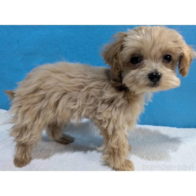 販売中の埼玉県のマルプー:マルチーズ×トイプードル-434621の6枚目