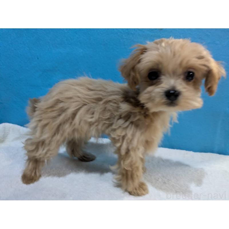 販売中の埼玉県のマルプー:マルチーズ×トイプードル-434621の5枚目