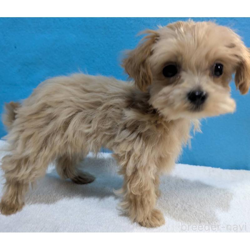 販売中の埼玉県のマルプー:マルチーズ×トイプードル-434621の4枚目