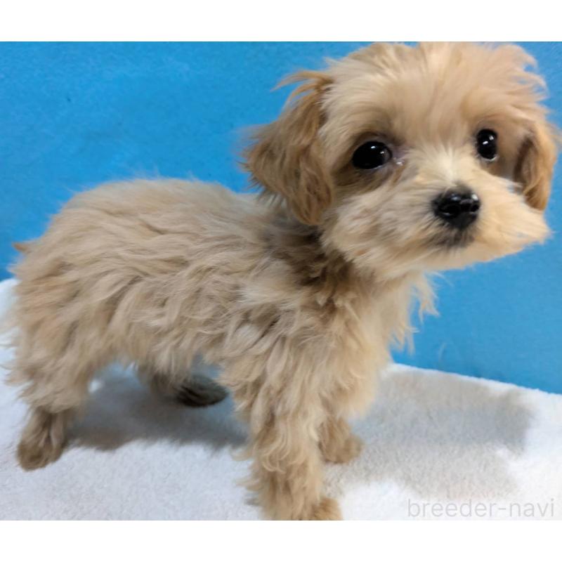 販売中の埼玉県のマルプー:マルチーズ×トイプードル-434621の3枚目